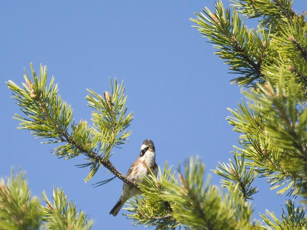 Pohjansirkku, Rustic Bunting, Emberiza rustica